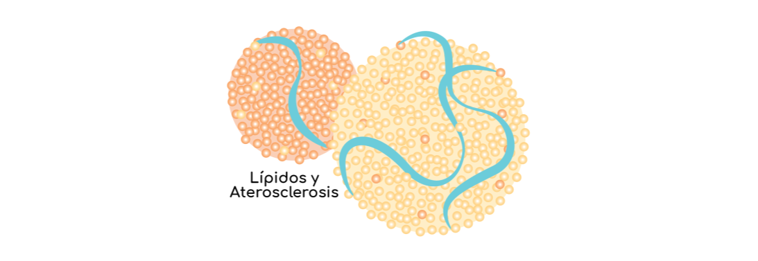 Course Image BC1 - Química Clínica Especial - Lípidos y Aterosclerosis 2025
